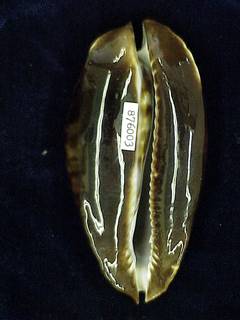 To NMNH Extant Collection (IZ MOL 876003 Ventral)