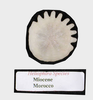 To NMNH Paleobiology Collection (USNM  530259 Heliophora sp Echinodermata)