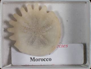 To NMNH Paleobiology Collection (USNM  530259 Heliophora sp Echinoidermata)
