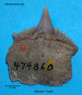 To NMNH Paleobiology Collection (Hexanchus tooth)