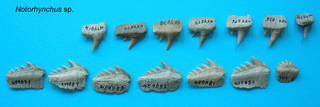 To NMNH Paleobiology Collection (Notorynchus teeth)