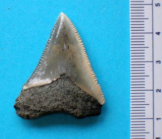To NMNH Paleobiology Collection (USNM PAL 336204 Carcharodon carcharius)