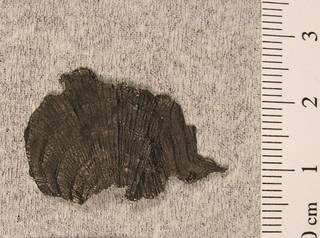 To NMNH Paleobiology Collection (USNM 382874 Girtypecten sublaqueatus)
