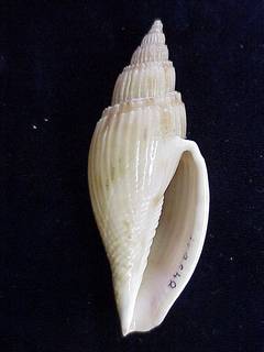 To NMNH Extant Collection (IZ MOL 845832 Ventral)