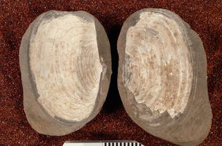 To NMNH Paleobiology Collection (USNM PAL 3479)