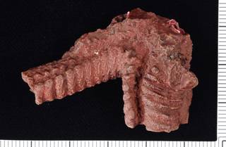 To NMNH Paleobiology Collection (IRN 3114284 1)