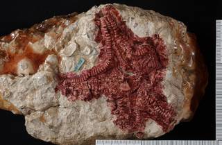 To NMNH Paleobiology Collection (IRN 3114313 1)