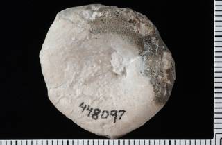 To NMNH Paleobiology Collection (IRN 3138821 2)