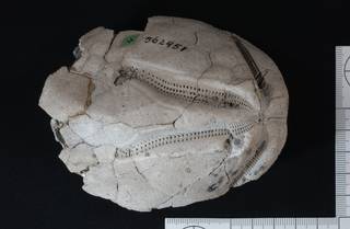 To NMNH Paleobiology Collection (IRN 3137569 1)