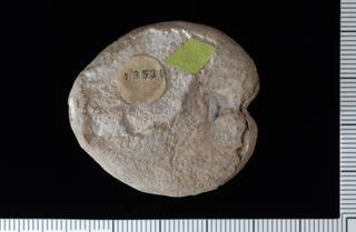 To NMNH Paleobiology Collection (IRN 3137929 2)