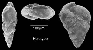 To NMNH Paleobiology Collection (IRN 3150207)