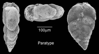 To NMNH Paleobiology Collection (IRN 3150208)