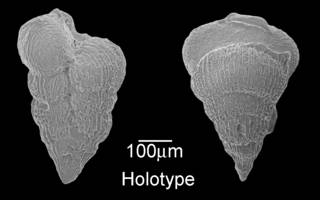 To NMNH Paleobiology Collection (IRN 3142310)