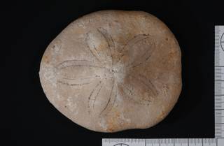 To NMNH Paleobiology Collection (IRN 3137347 1)