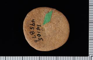 To NMNH Paleobiology Collection (IRN 3137323 2)