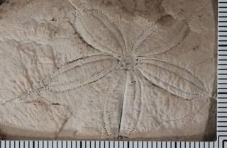 To NMNH Paleobiology Collection (IRN 3137502 2)