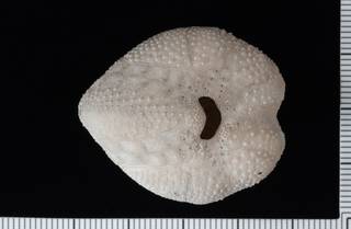 To NMNH Paleobiology Collection (IRN 3138367 1)