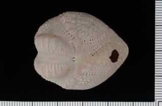 To NMNH Paleobiology Collection (IRN 3138367 2)