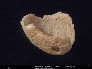 To NMNH Paleobiology Collection (IRN 3137406 2)