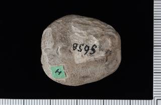 To NMNH Paleobiology Collection (IRN 3137575 2)