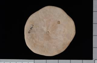 To NMNH Paleobiology Collection (IRN 3137486 2)