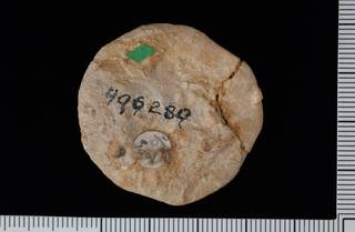 To NMNH Paleobiology Collection (IRN 3137349 2)