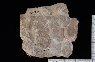 To NMNH Paleobiology Collection (IRN 3138064 1)