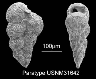 To NMNH Paleobiology Collection (IRN 3142973)