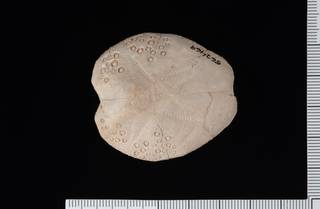 To NMNH Paleobiology Collection (IRN 3137589 1)