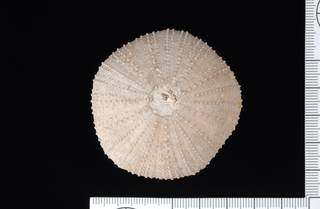 To NMNH Paleobiology Collection (IRN 3137686 1)