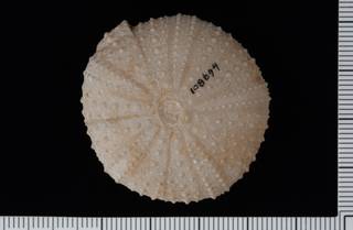 To NMNH Paleobiology Collection (IRN 3137956 1)