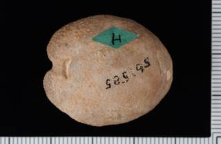 To NMNH Paleobiology Collection (IRN 3137498 2)
