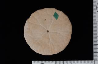 To NMNH Paleobiology Collection (IRN 3137403 2)