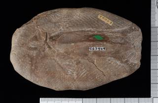 To NMNH Paleobiology Collection (IRN 3137613 2)