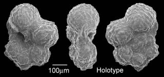 To NMNH Paleobiology Collection (IRN 3150095)