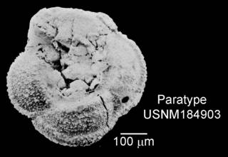 To NMNH Paleobiology Collection (IRN 3150220)