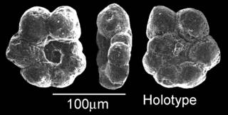 To NMNH Paleobiology Collection (IRN 3150242)