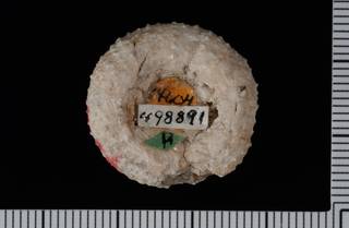 To NMNH Paleobiology Collection (IRN 3137373 2)