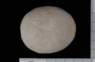 To NMNH Paleobiology Collection (IRN 3137697 1)