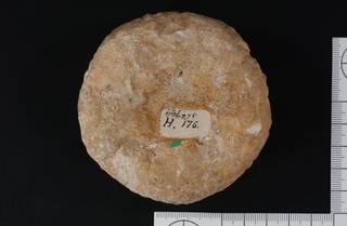 To NMNH Paleobiology Collection (IRN 3137344 2)