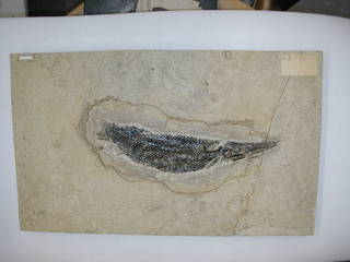 To NMNH Paleobiology Collection (IRN 3424167 2)