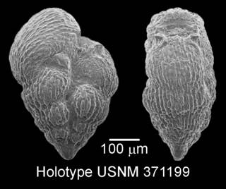 To NMNH Paleobiology Collection (IRN 3152050)
