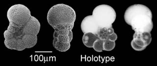 To NMNH Paleobiology Collection (IRN 3149291)