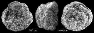 To NMNH Paleobiology Collection (IRN 3148738)