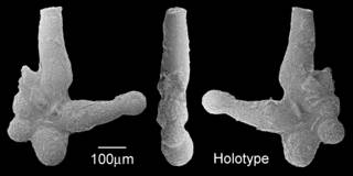 To NMNH Paleobiology Collection (IRN 3140339)