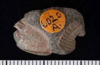 To NMNH Paleobiology Collection (IRN 3006581 2)