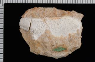 To NMNH Paleobiology Collection (IRN 3006527 1)