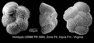 To NMNH Paleobiology Collection (IRN 3155681)