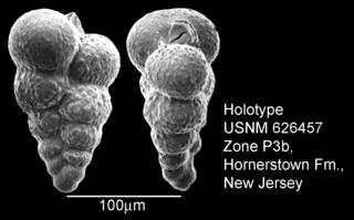 To NMNH Paleobiology Collection (IRN 3148119)