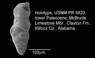 To NMNH Paleobiology Collection (IRN 3155655)